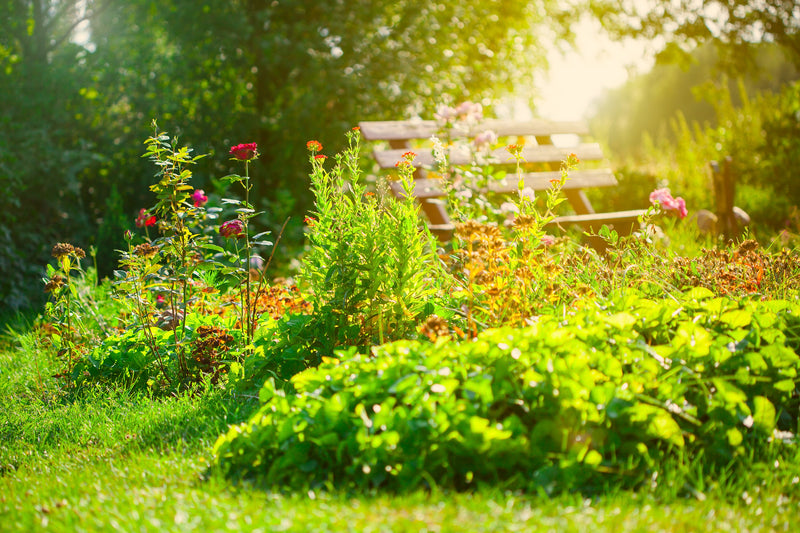 Your Garden Can Help Combat Global Warming