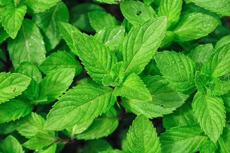 Peppermint: Why You Should Grow It