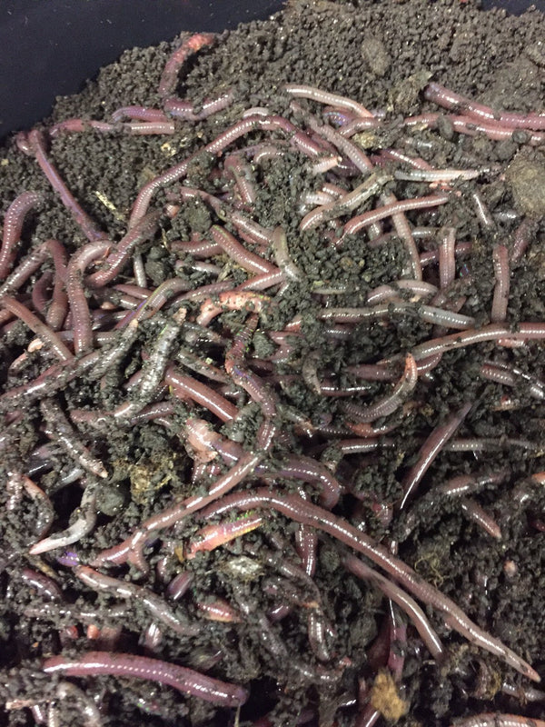 Worms For Sale - 5lb - African Nightcrawlers - Simple Grow