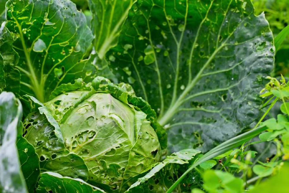 6 Chemical-Free Strategies for Keeping Pests Away From Your Vegetables