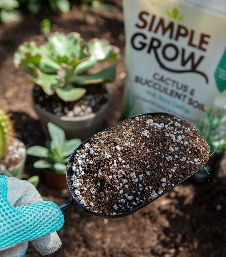 Simple Grow Cactus Succulent Soil Detail