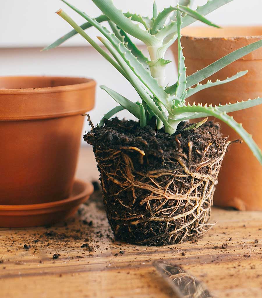 Succulent Soil and Roots PH