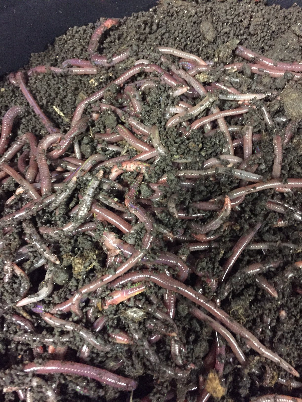 Worms for Sale -1lb - African Nightcrawlers- Buy Earthworms - Simple Grow